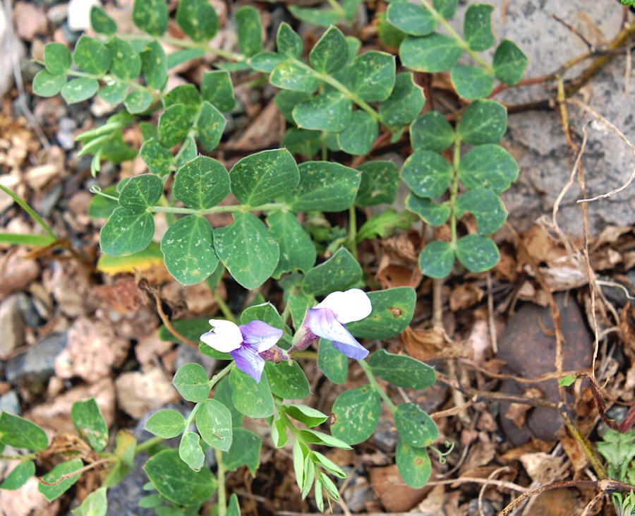 Image of Lathyrus japonicus specimen.