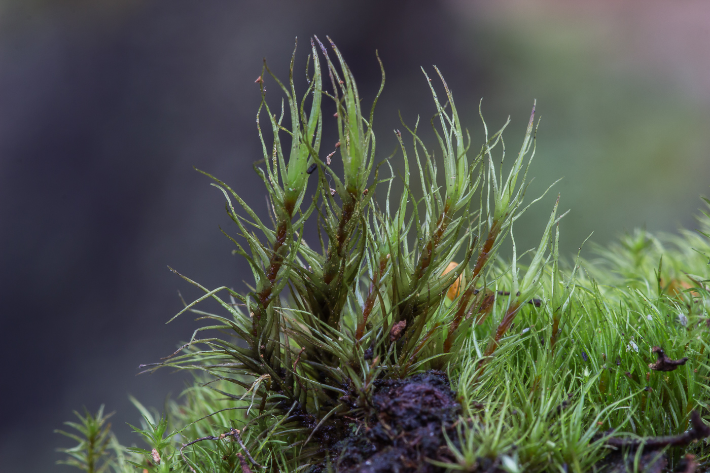 Image of Dicranum polysetum specimen.