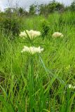 Cyperus hemisphaericus