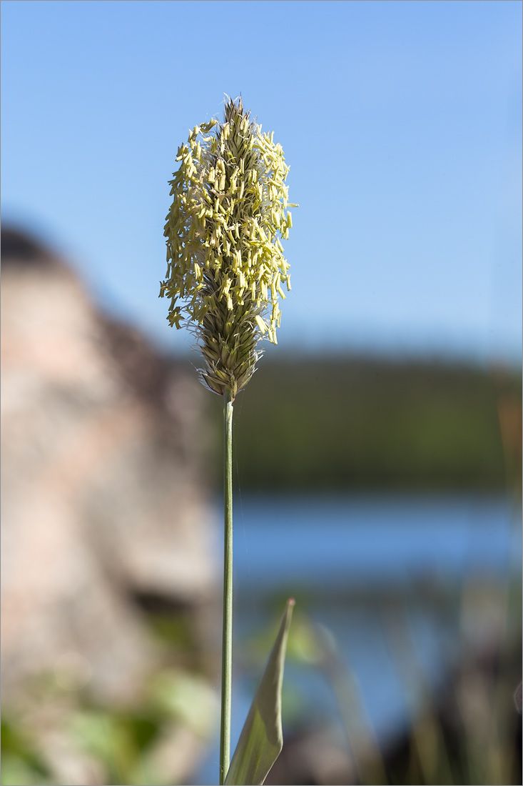 Image of Alopecurus arundinaceus specimen.