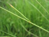 Hordeum violaceum. Часть побега. Кабардино-Балкария, Эльбрусский р-н, окр. с. Нейтрино, ок. 1800 м н.у.м., берег р. Кубасантысу. 09.07.2020.