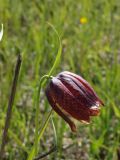 Fritillaria meleagroides. Верхушка побега с цветком. Ульяновская обл., окр. г. Димитровград, долина р. Бол. Черемшан, сыроватый луг. 20.05.2017.