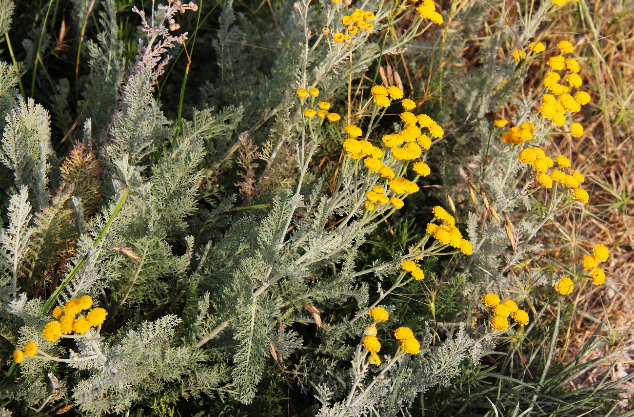 Image of Tanacetum millefolium specimen.