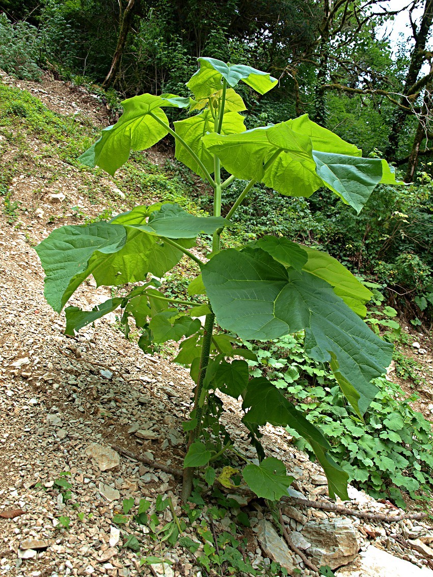 Изображение особи Paulownia tomentosa.