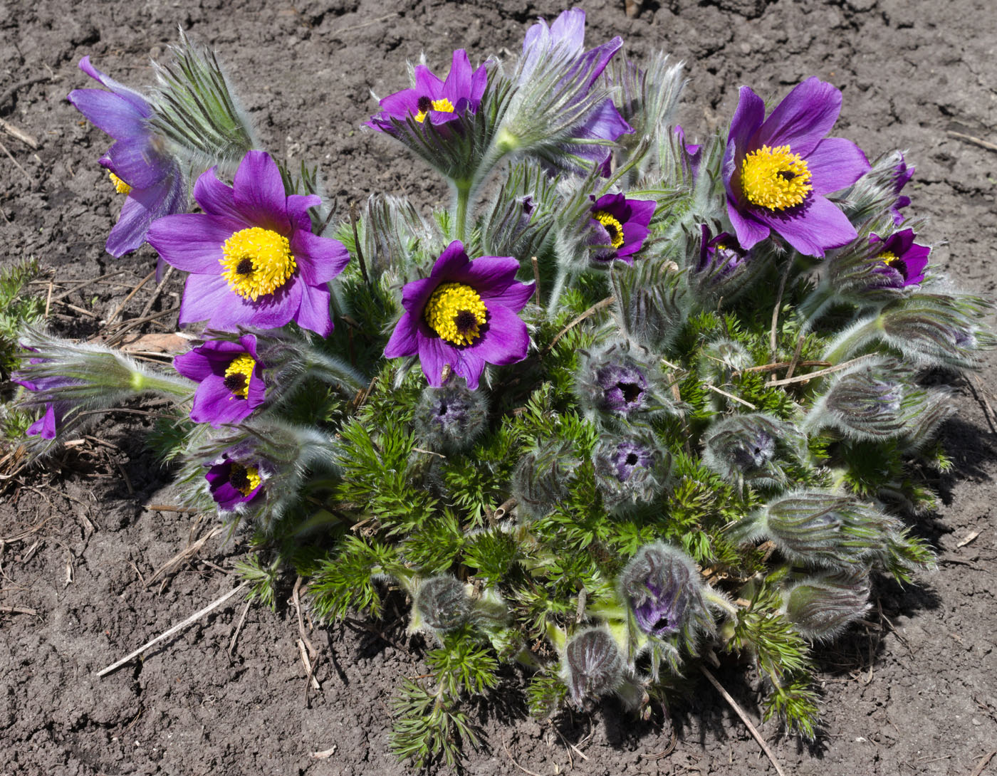 Image of Pulsatilla vulgaris specimen.