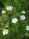 Cerastium nemorale