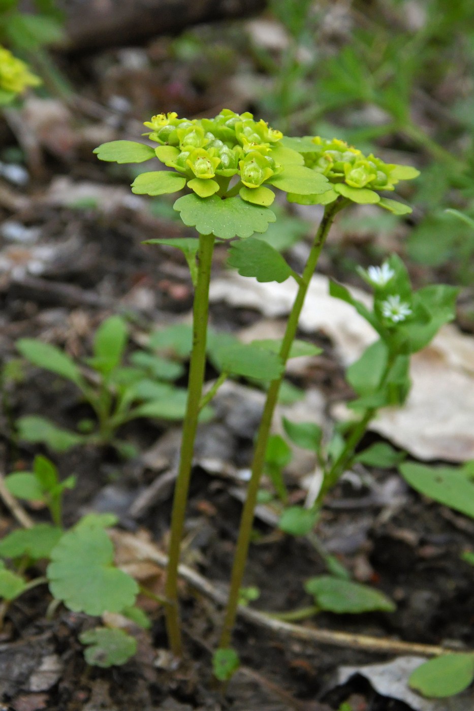 Image of Chrysosplenium alternifolium specimen.