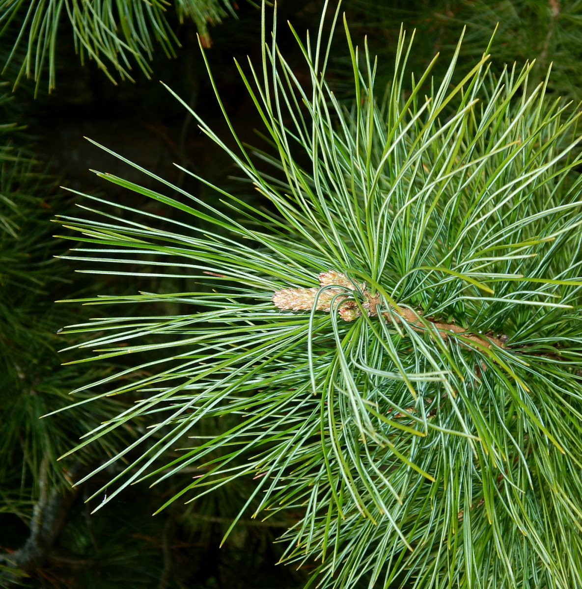 Изображение особи Pinus koraiensis.