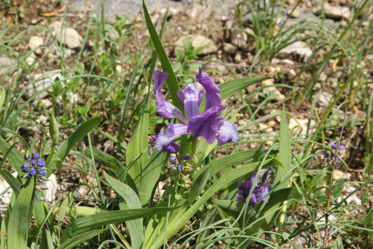 Image of Iris aphylla specimen.