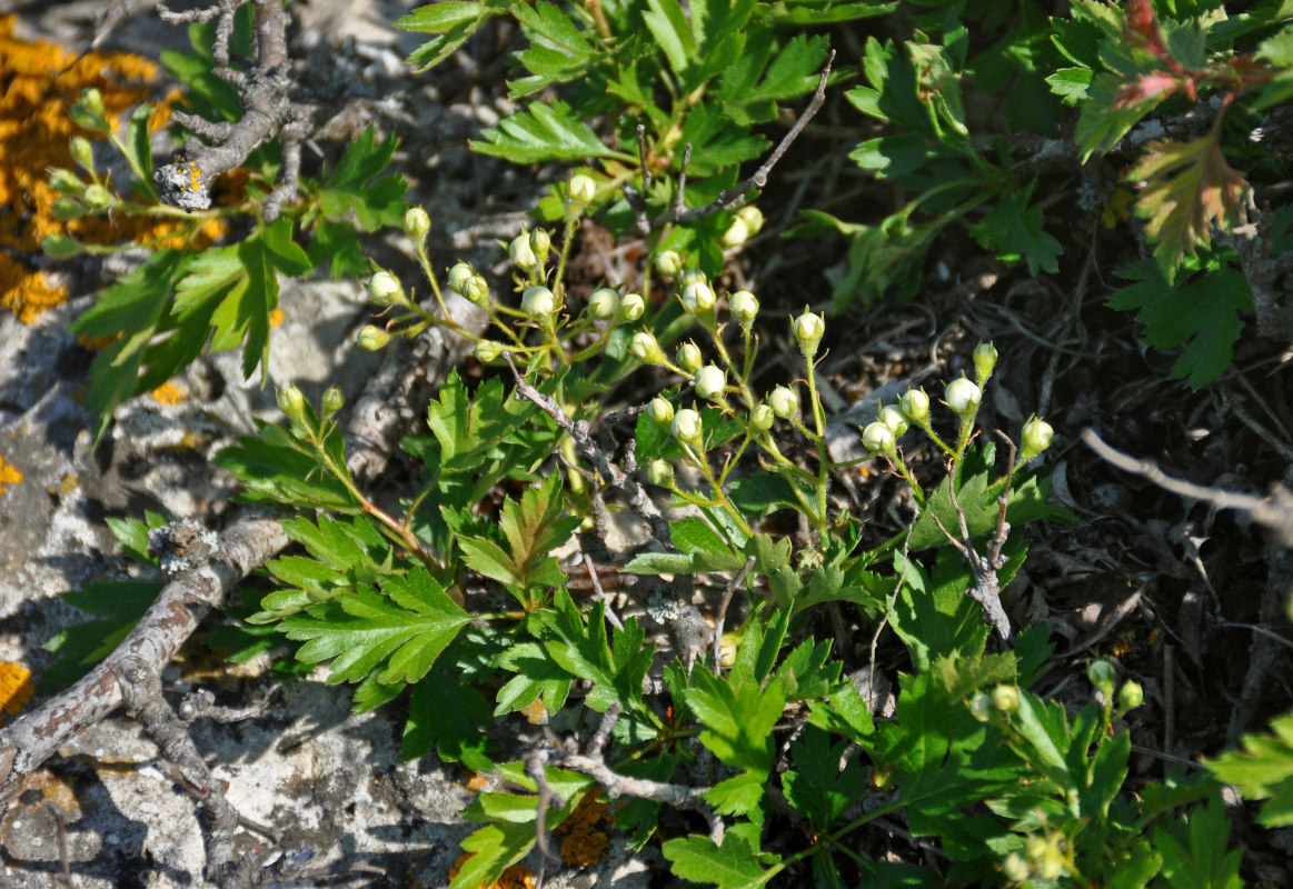 Image of Crataegus taurica specimen.