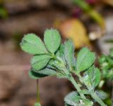 Medicago coronata