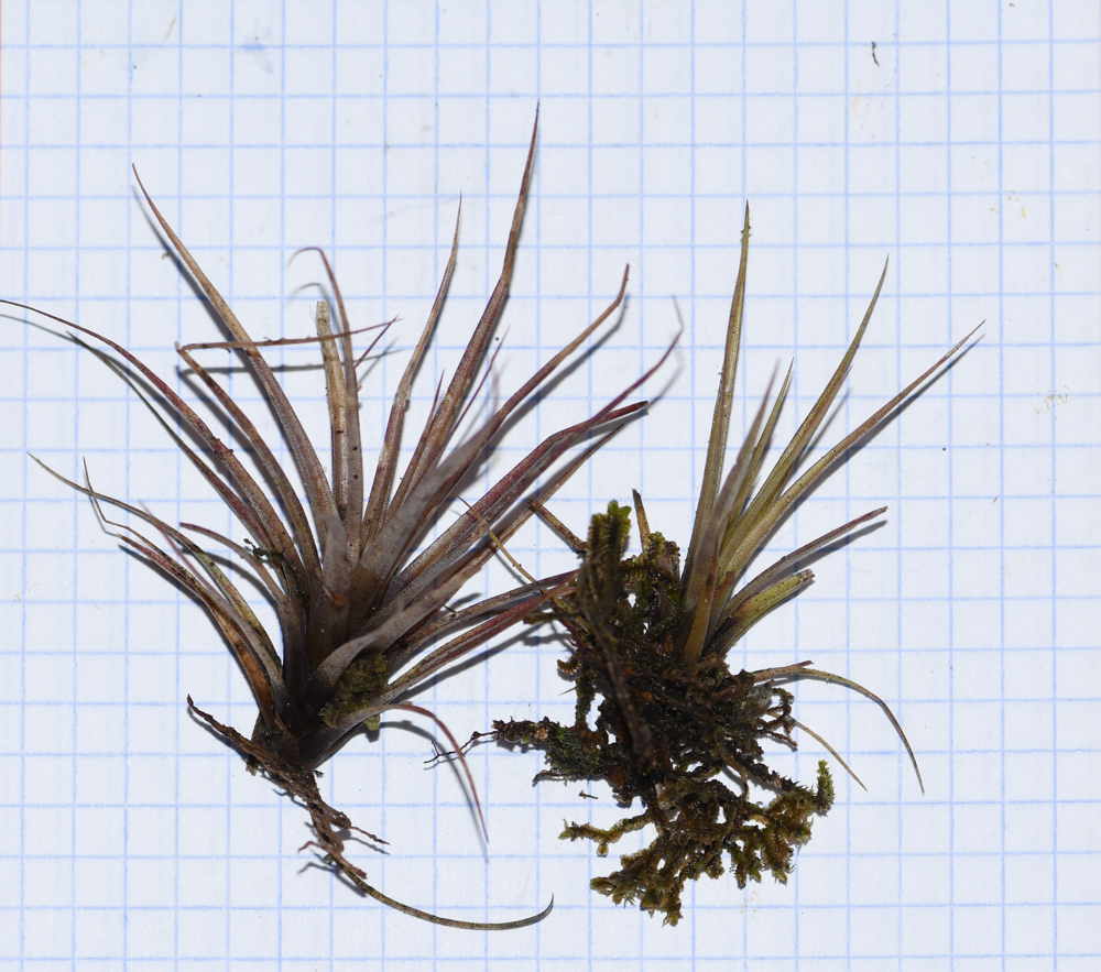 Image of genus Tillandsia specimen.