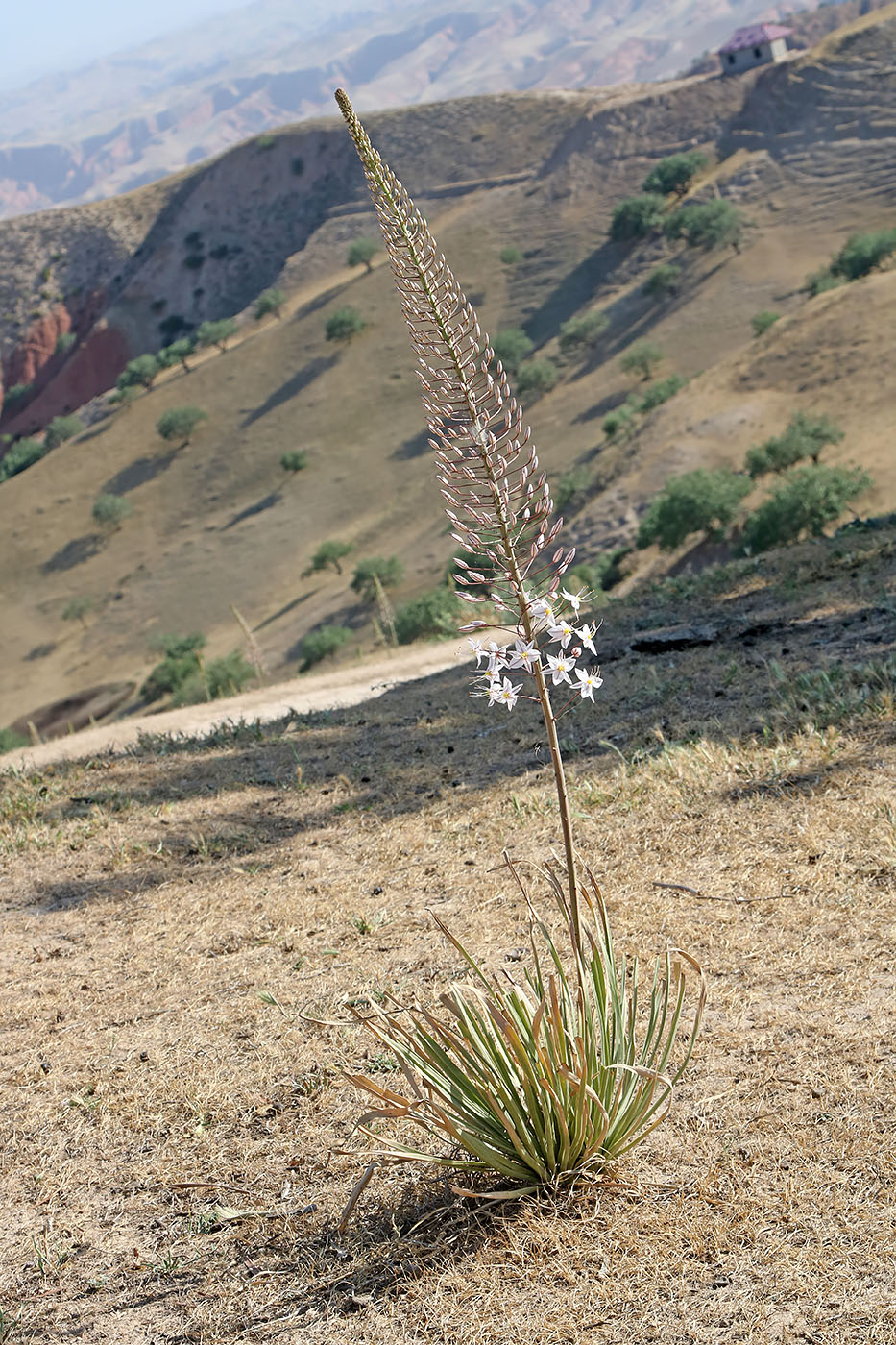 Image of Eremurus olgae specimen.