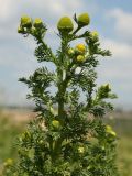 Matricaria discoidea. Верхушка цветущего растения. Архангельская обл., Вельский р-н, окр. пос. Усть-Шоноша. 14 июля 2010 г.