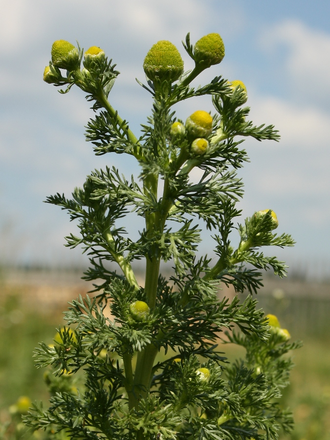 Image of Matricaria discoidea specimen.