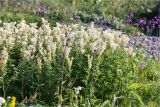 Filipendula ulmaria