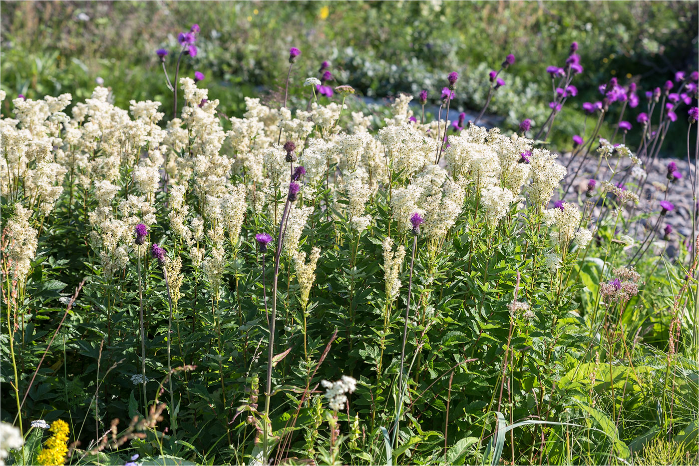 Image of Filipendula ulmaria specimen.