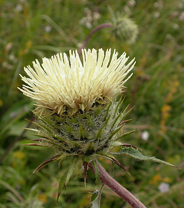 Image of Alfredia acantholepis specimen.