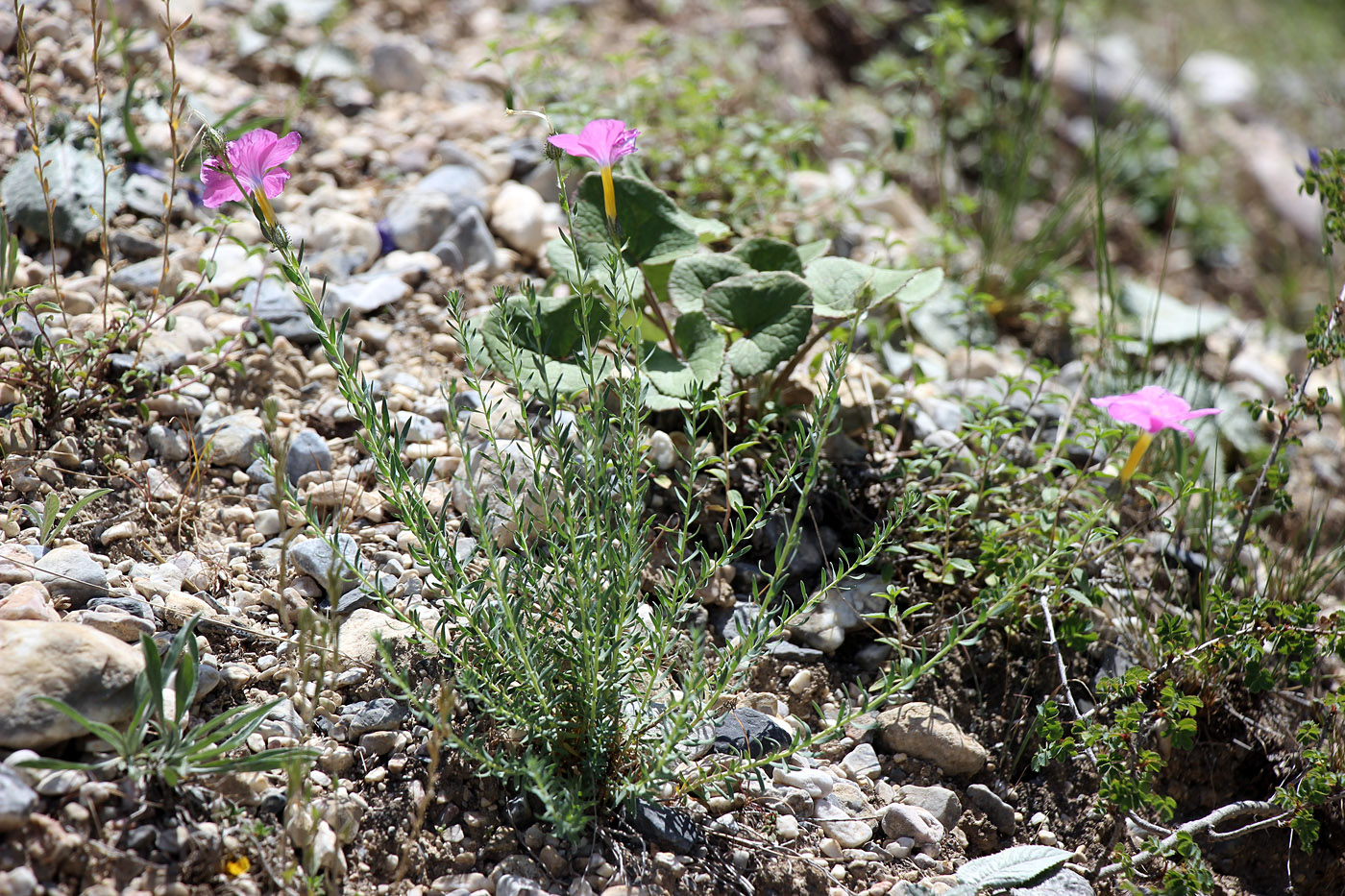 Image of Linum olgae specimen.