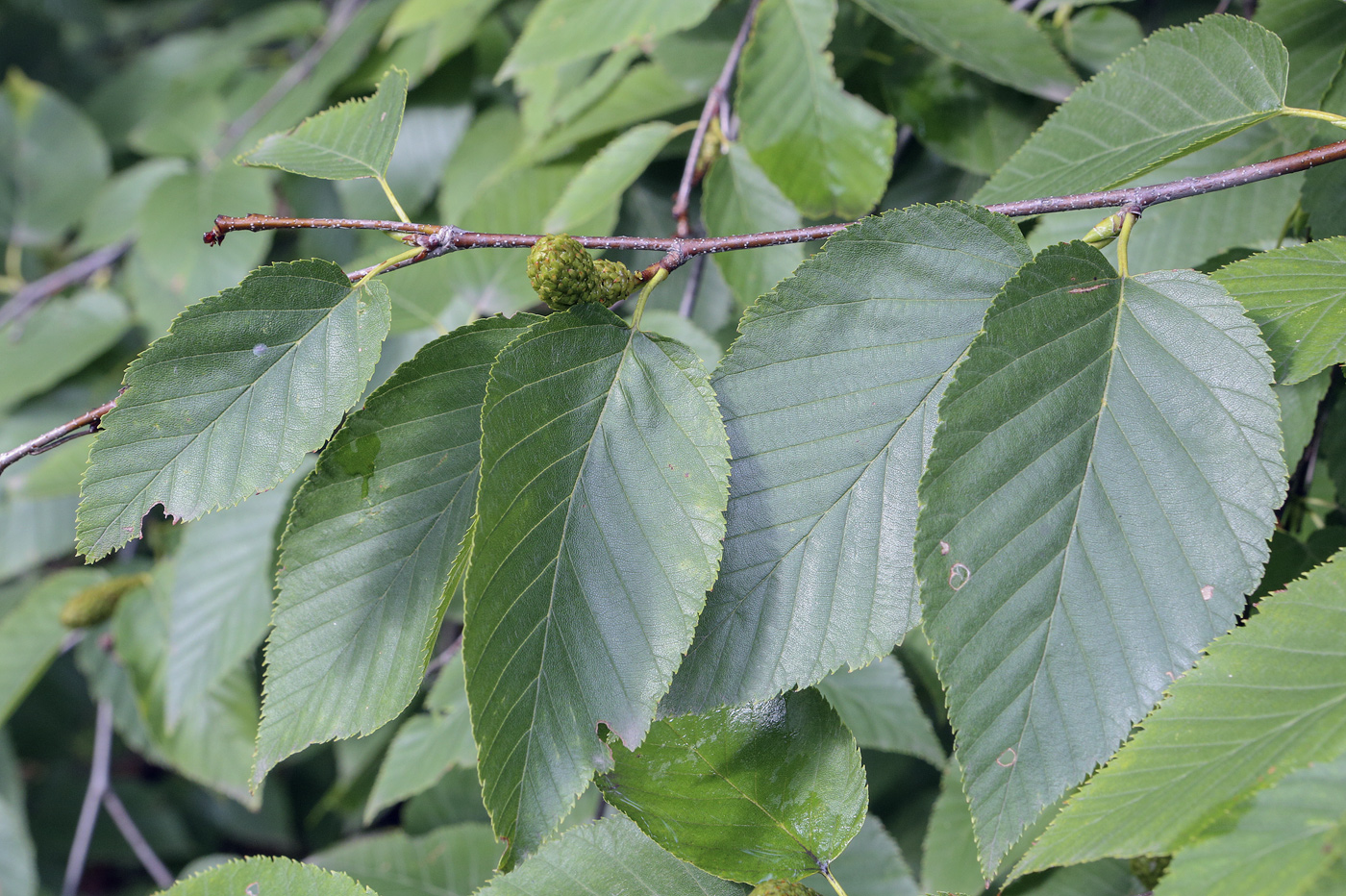 Image of Betula alleghaniensis specimen.