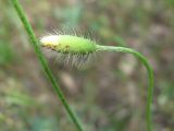 Papaver albiflorum