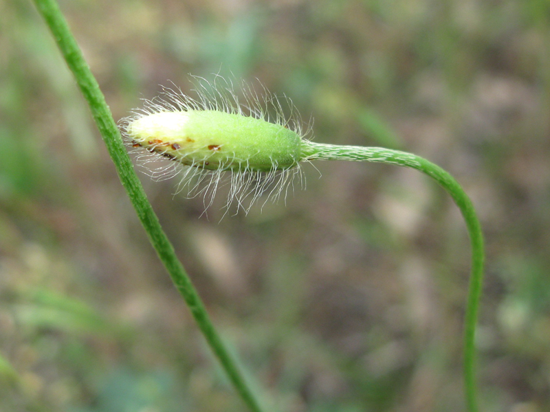 Image of Papaver albiflorum specimen.