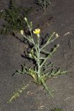 Image of specimen