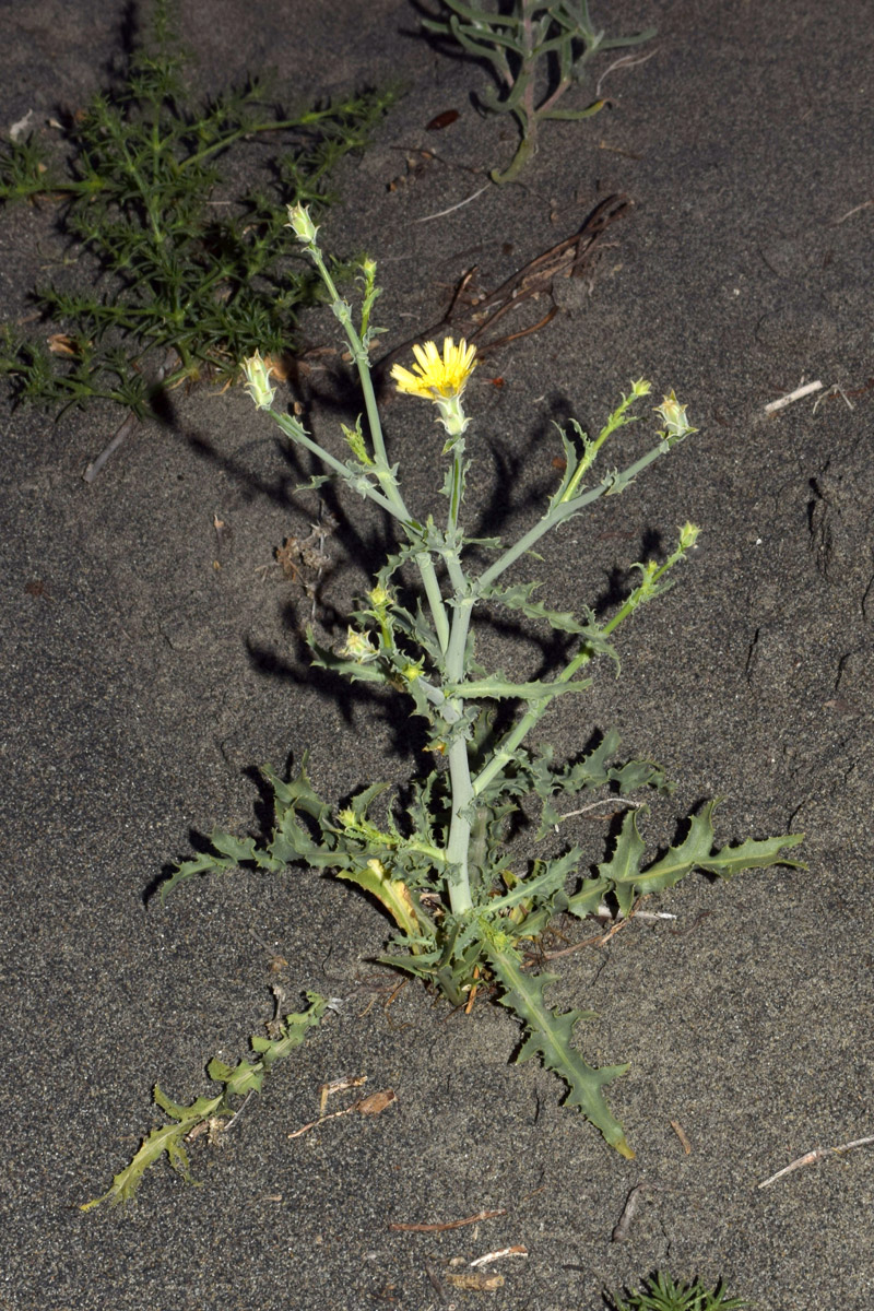Image of Rhabdotheca korovinii specimen.