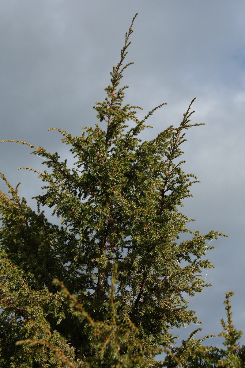 Изображение особи Juniperus communis.