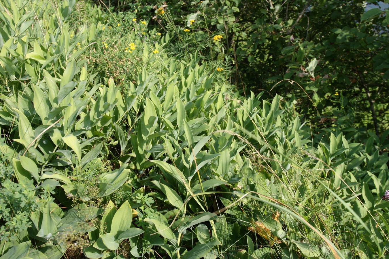 Изображение особи Polygonatum odoratum.