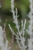 Artemisia austriaca