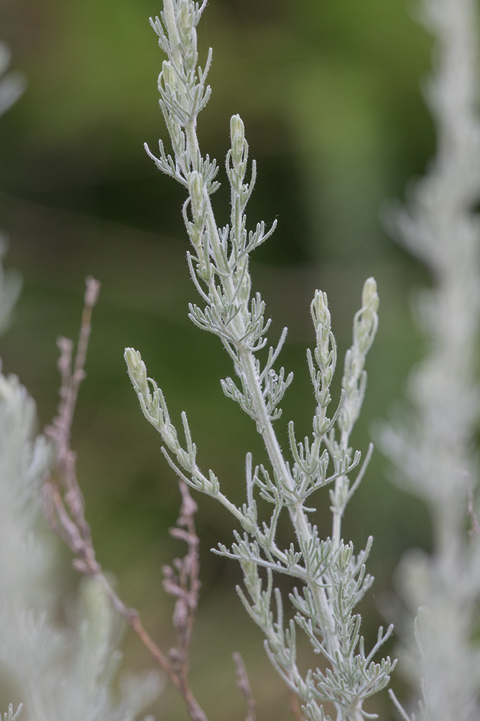 Image of Artemisia austriaca specimen.