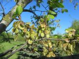 Ulmus laevis. Часть ветви с плодами. Беларусь, г. Минск, парк Грековой, декоративное озеленение. 10.05.2021.