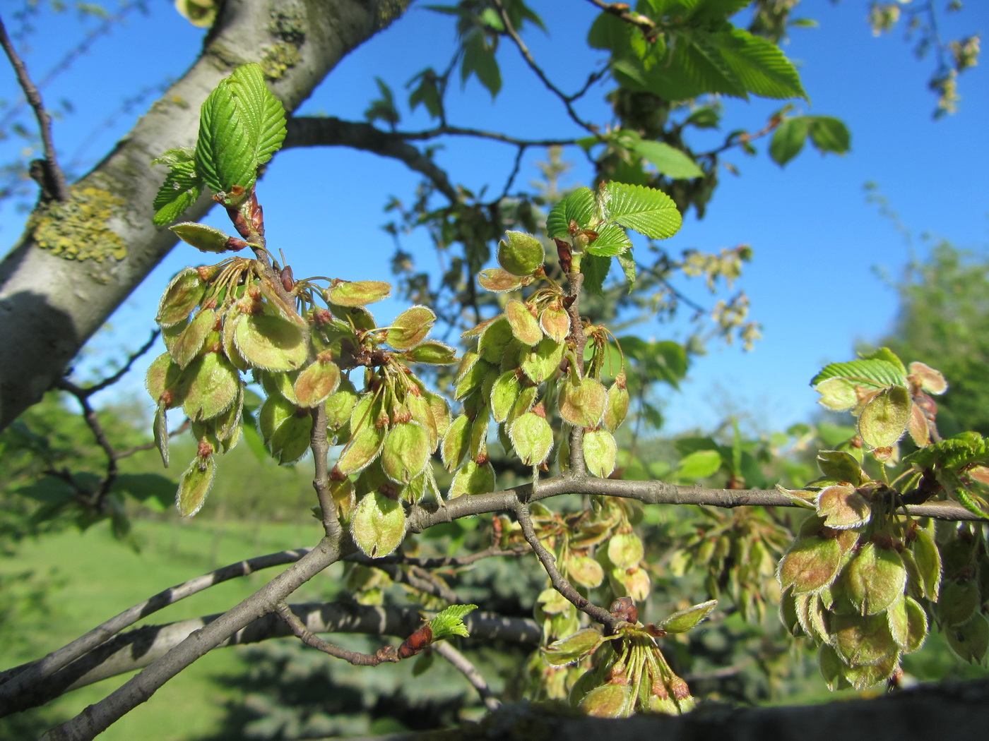 Image of Ulmus laevis specimen.