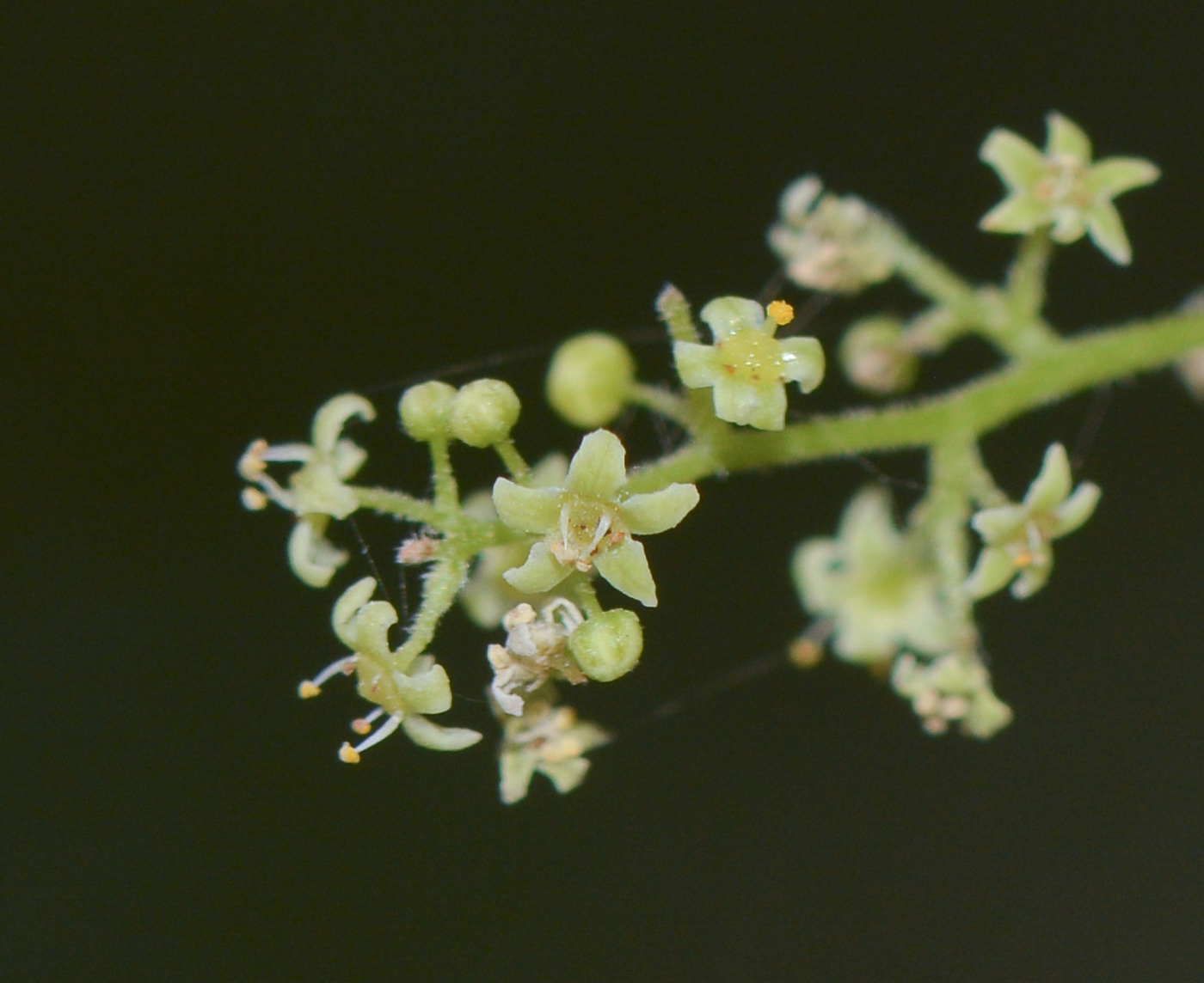 Изображение особи Searsia leptodictya.