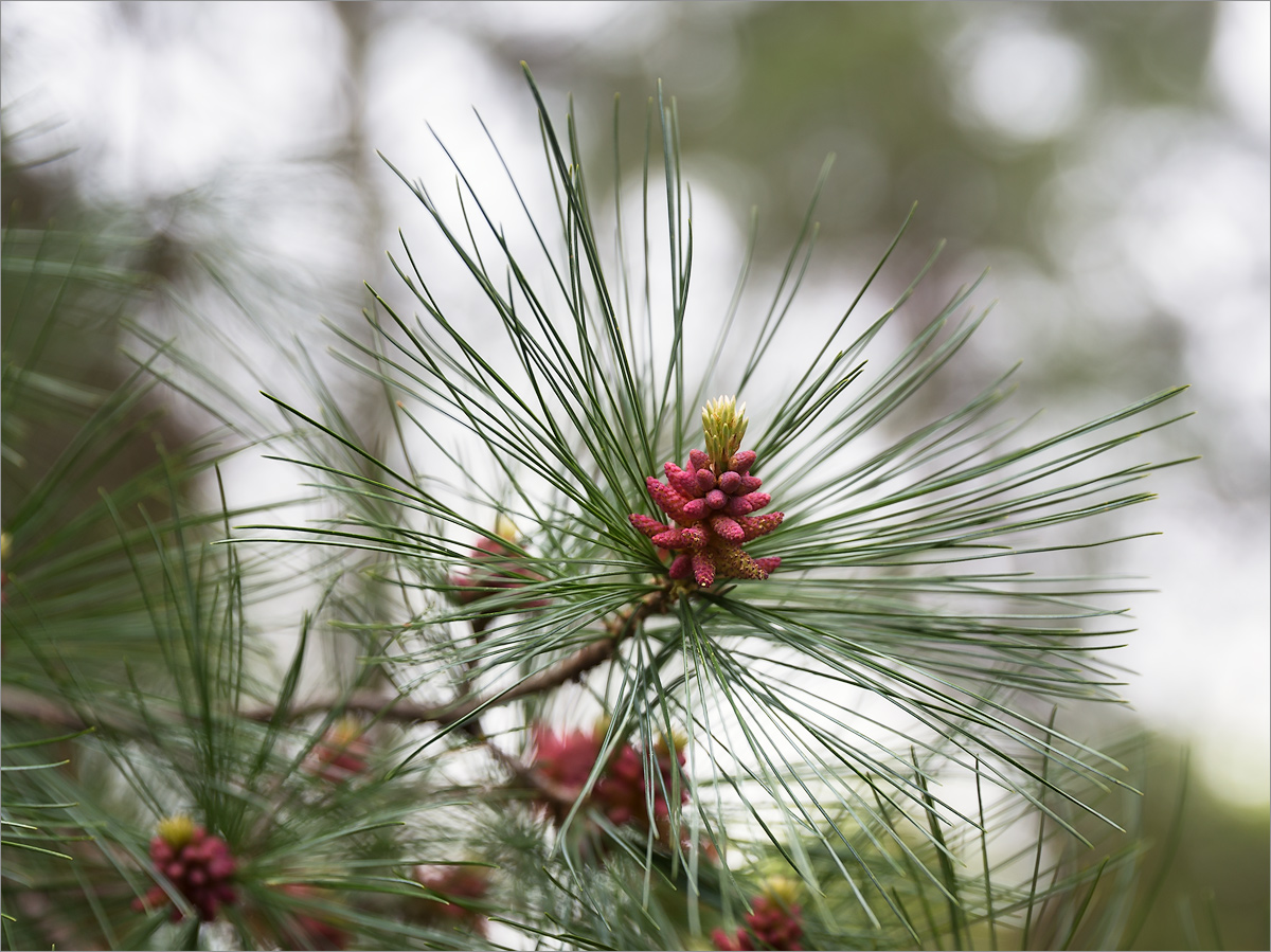 Изображение особи род Pinus.