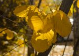 Amelanchier alnifolia