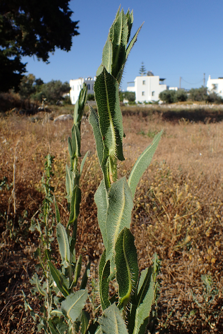 Image of Lactuca virosa specimen.