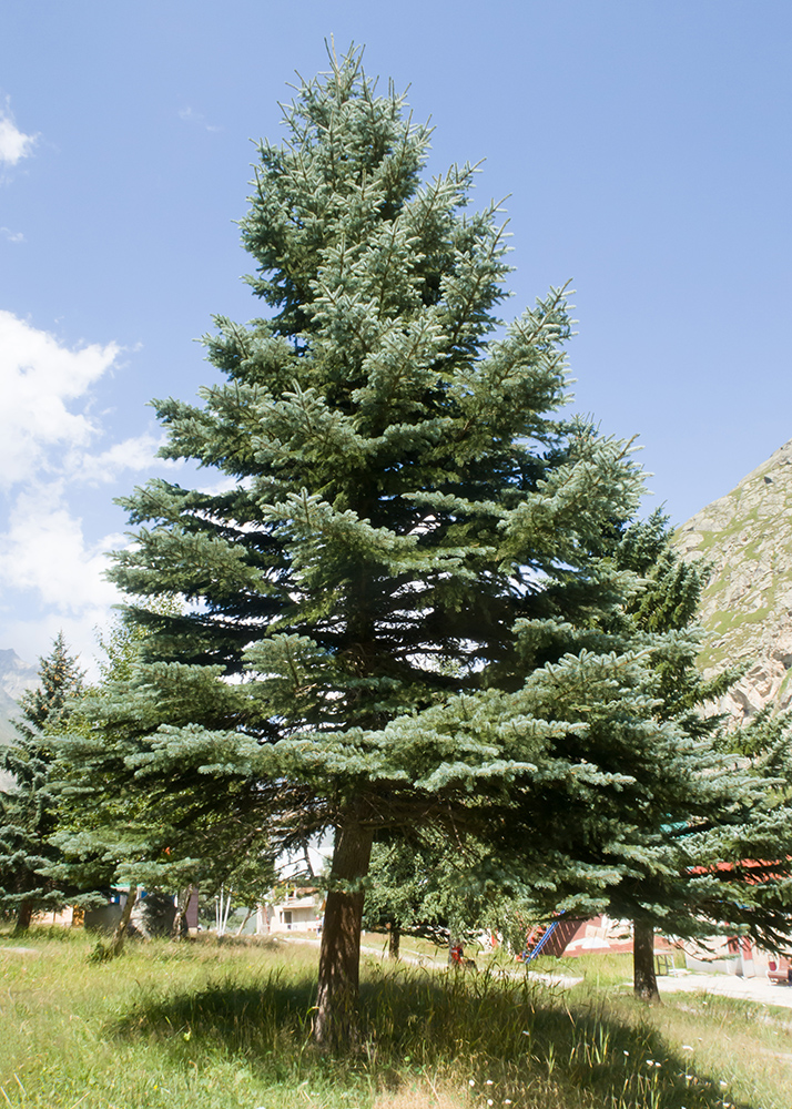 Image of Picea pungens f. glauca specimen.