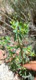 Euphorbia falcata