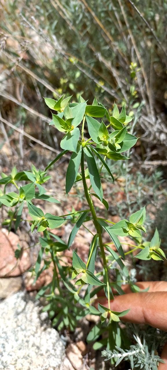 Image of Euphorbia falcata specimen.