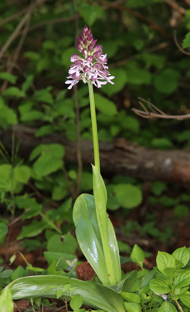 Image of Orchis purpurea ssp. caucasica specimen.