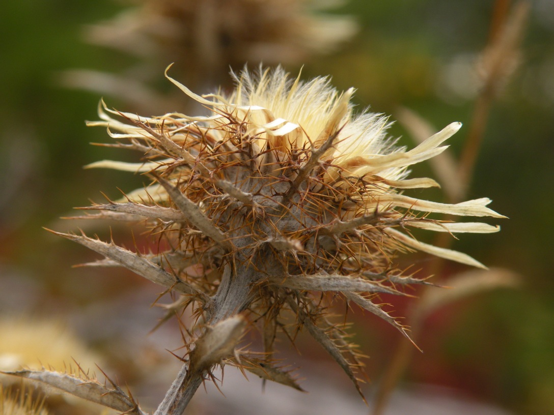 Image of Carlina vulgaris specimen.