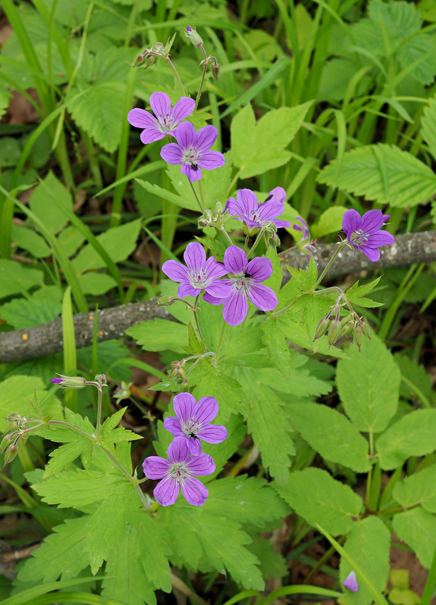 Image of Geranium sylvaticum specimen.