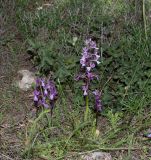 Orchis anatolica. Цветущие растения. Израиль, Иудейские горы, округ Гуш Эцион, поселение Мигдаль Оз, насаженная сосновая роща. 04.04.2022.