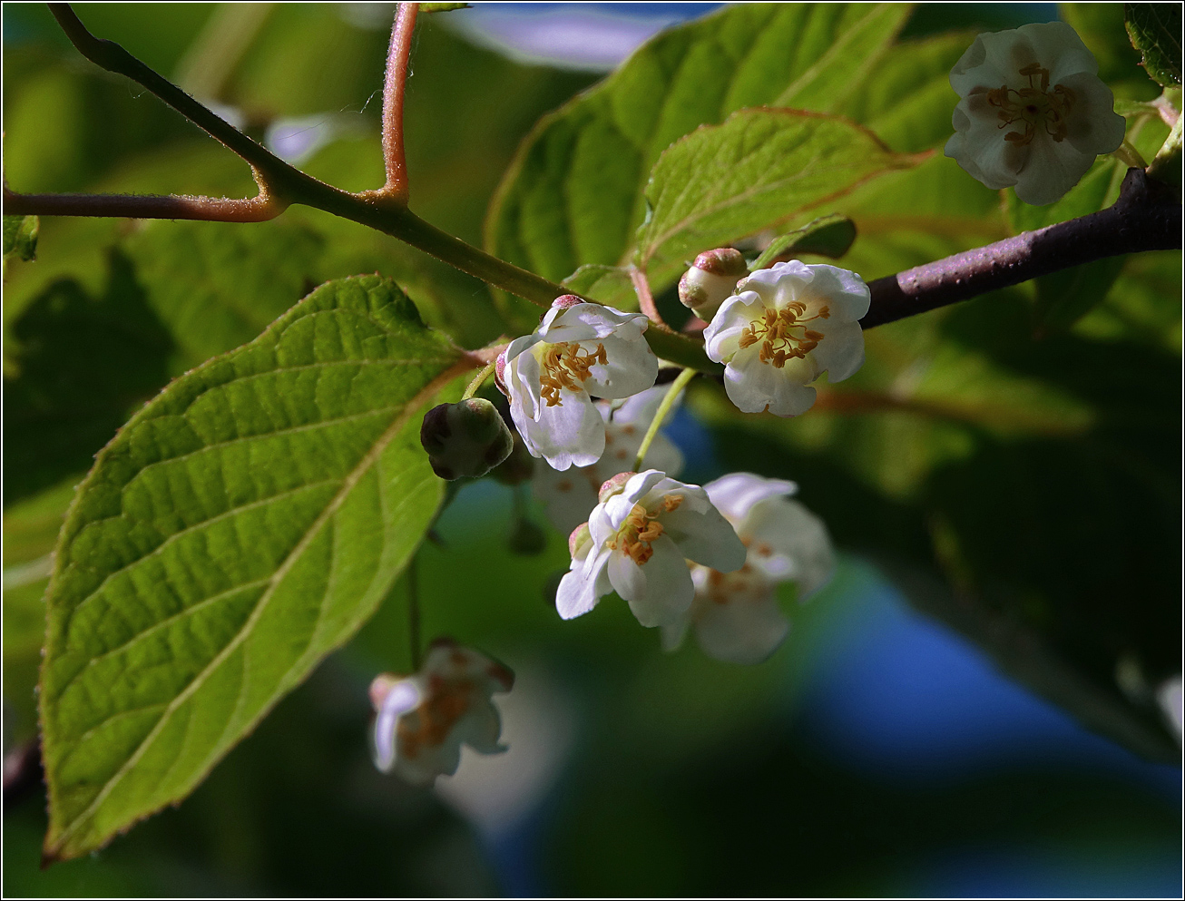 Изображение особи Actinidia kolomikta.