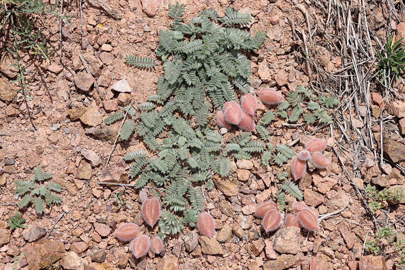 Image of Oxytropis fedtschenkoana specimen.