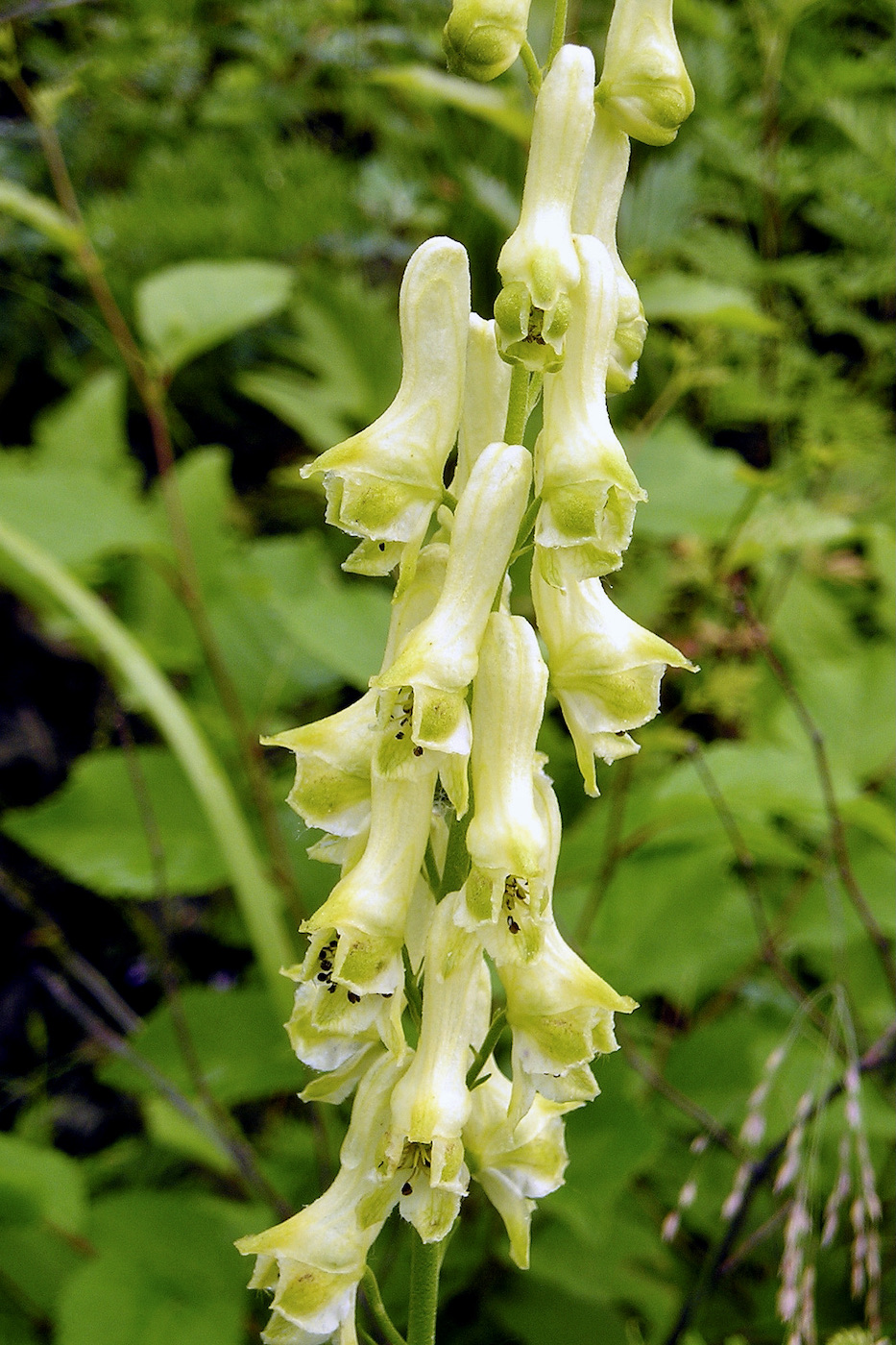 Image of Aconitum kirinense specimen.