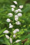 Cephalanthera longifolia. Соцветие. Дагестан, Магарамкентский р-н, окр. с. Хтун-Казмаляр, Самурский лес. 7 мая 2022 г.