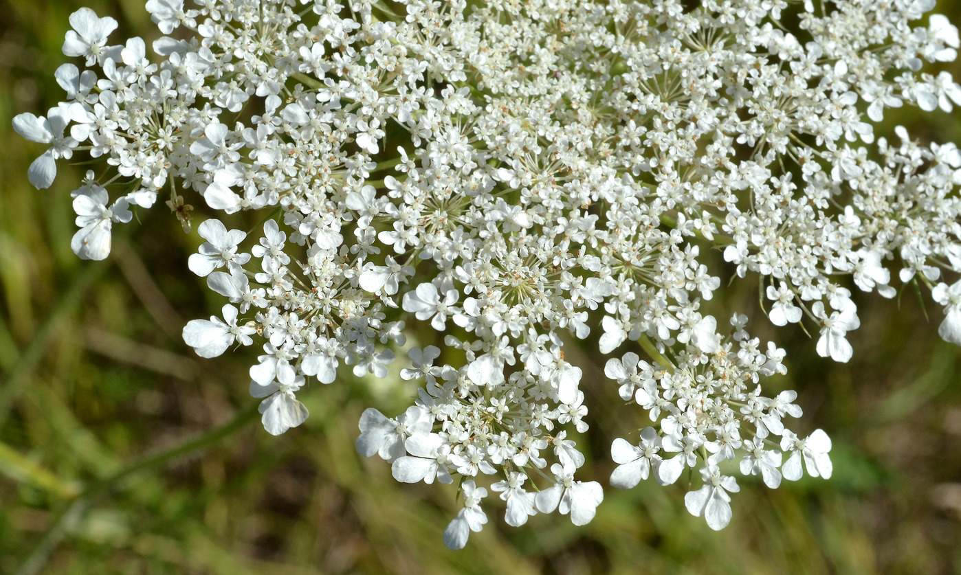 Изображение особи Daucus carota.